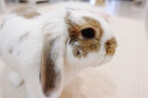 5 Reasons Why Dutch Rabbits Make Great Pets