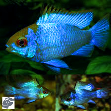 Reasons Why German Blue Rams are the Perfect Addition to Your Aquarium