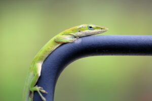 Green Anole Care Guide: Tips for Keeping Your Reptile Healthy