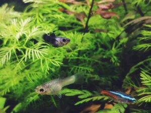 5 Common Mistakes Tetra Fish Owners Make and How to Avoid Them