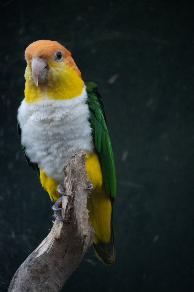 The complete guide to Caique bird care