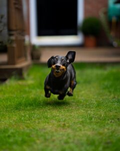 Fun Facts About Dachshunds You Didn't Know`