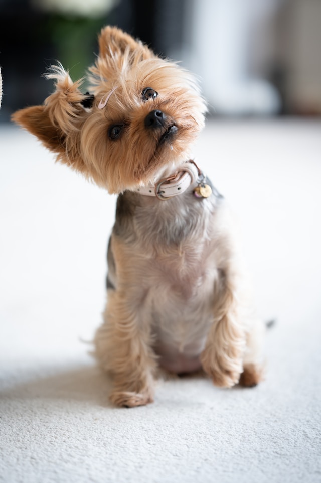 Interesting Facts About Yorkshire Terriers You Need to Know
