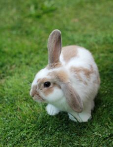 The History and Origin of Mini Lop Rabbits
