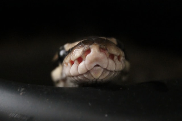 Fascinating Facts About Ball Pythons