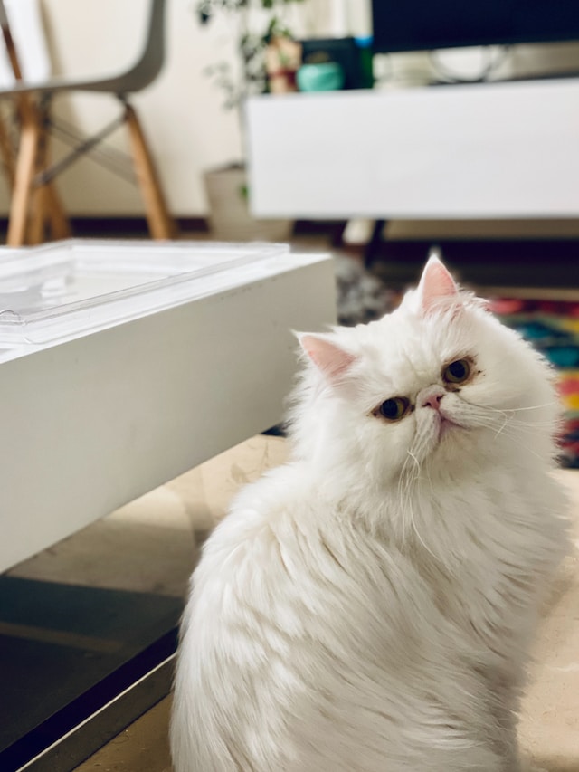 Things You Need to Know About Persian Cats