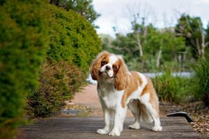 The History and Origins of the Cavalier King Charles Spaniel
