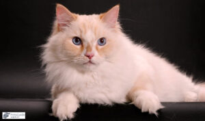 Unveiling the Origins of the Ragamuffin Cat Breed: A Fascinating History