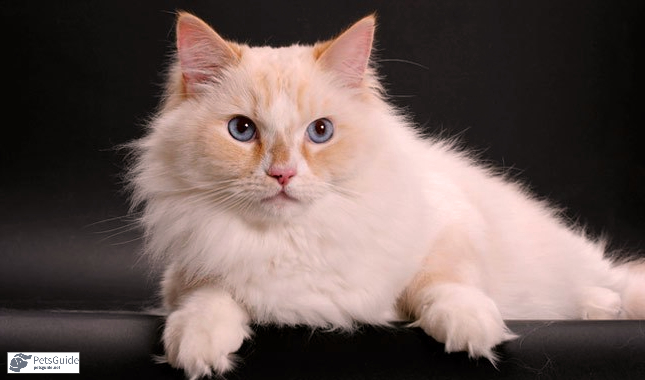 Unveiling the Origins of the Ragamuffin Cat Breed: A Fascinating History