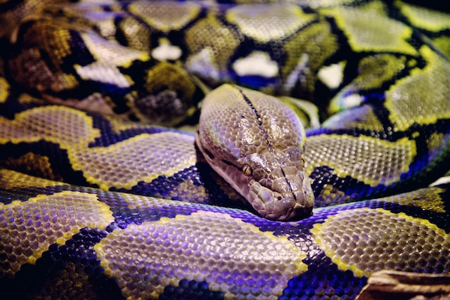The Ultimate Guide to Boa Constrictors: Everything You Need to Know