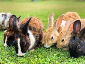 The Ultimate Guide to Rabbit Breeds: Which One is Right for You?