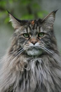 The Majestic Maine Coon: Discover the World's Largest Domestic Cat Breed