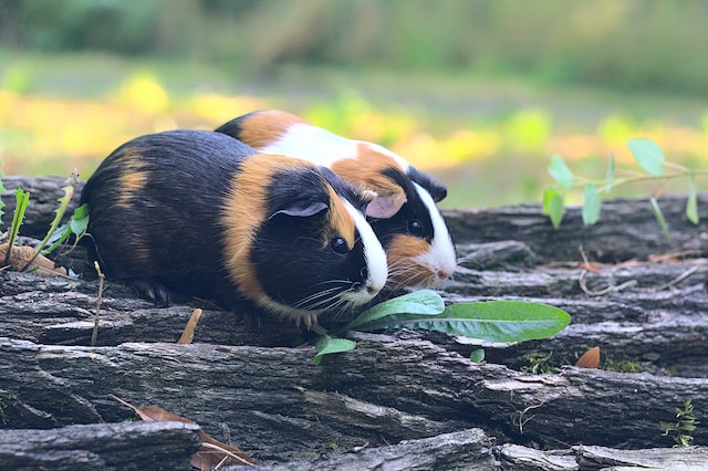 The Ultimate Guide to Guinea Pig Care: Everything You Need to Know