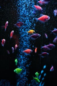 Low-Maintenance Fish Pets Perfect for Busy Lifestyles