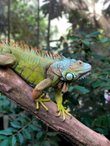 The Fascinating World of Reptiles: Exploring Their Diversity and Adaptations