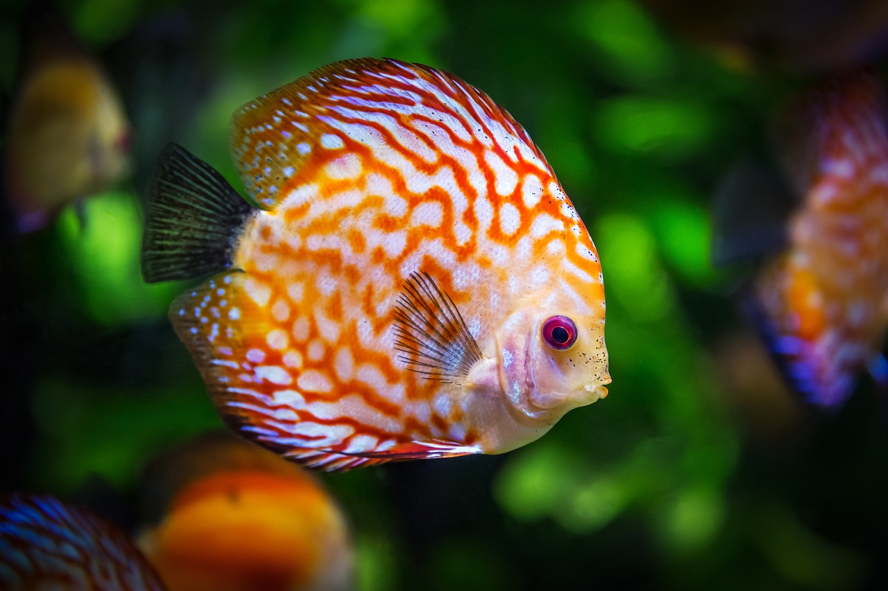 The Dos and Don'ts of Feeding Your Fish Pet