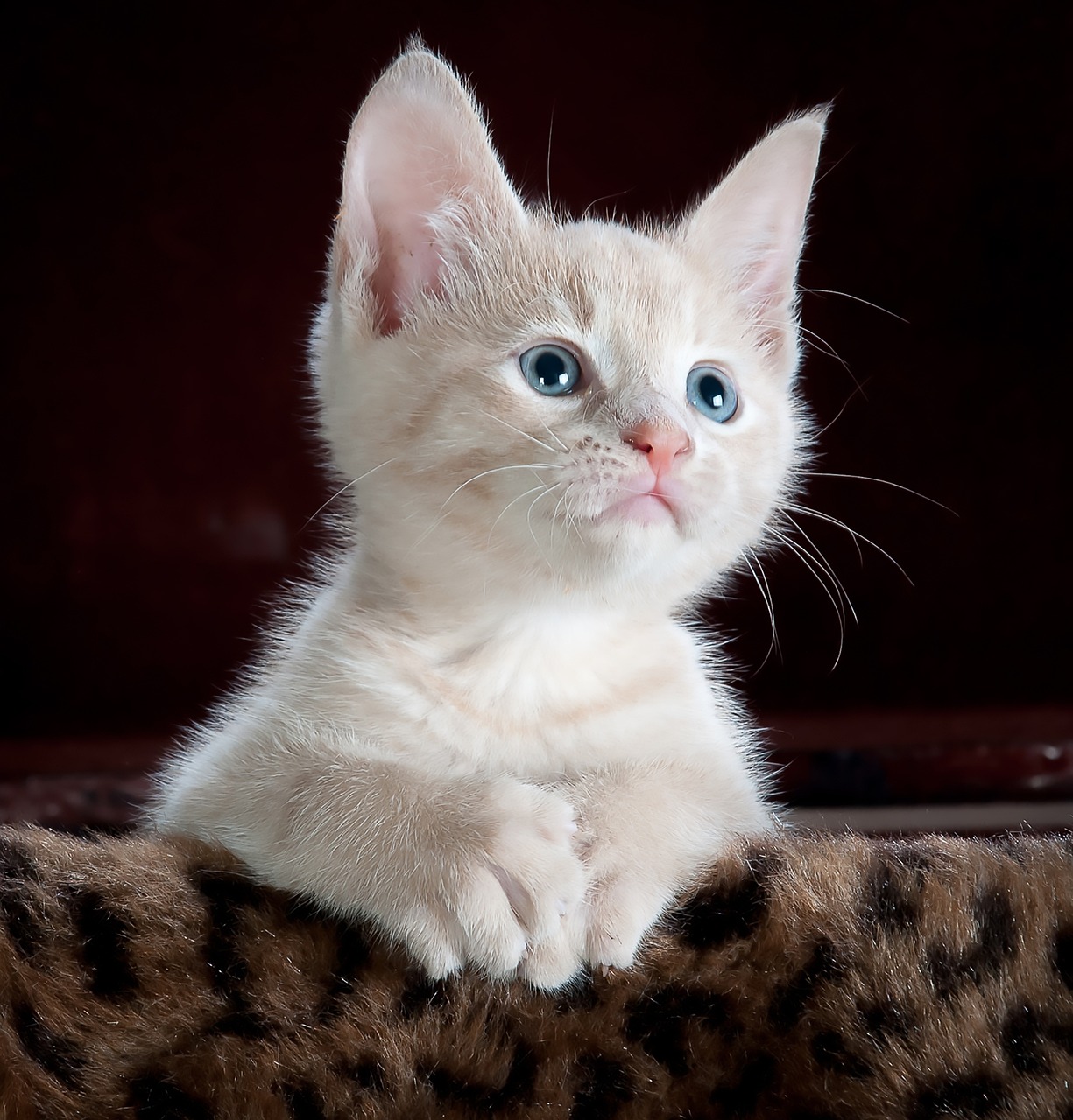 The Top 5 Cat Breeds for Apartment Living: Which One is Right for You?