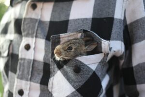 5 Tips for Creating a Rabbit-Friendly Environment at Home