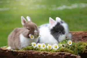 7 Adorable Rabbit Breeds That Make Perfect Pets for Families