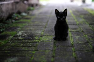 From Kitten to Senior Cat: Understanding the Different Life Stages