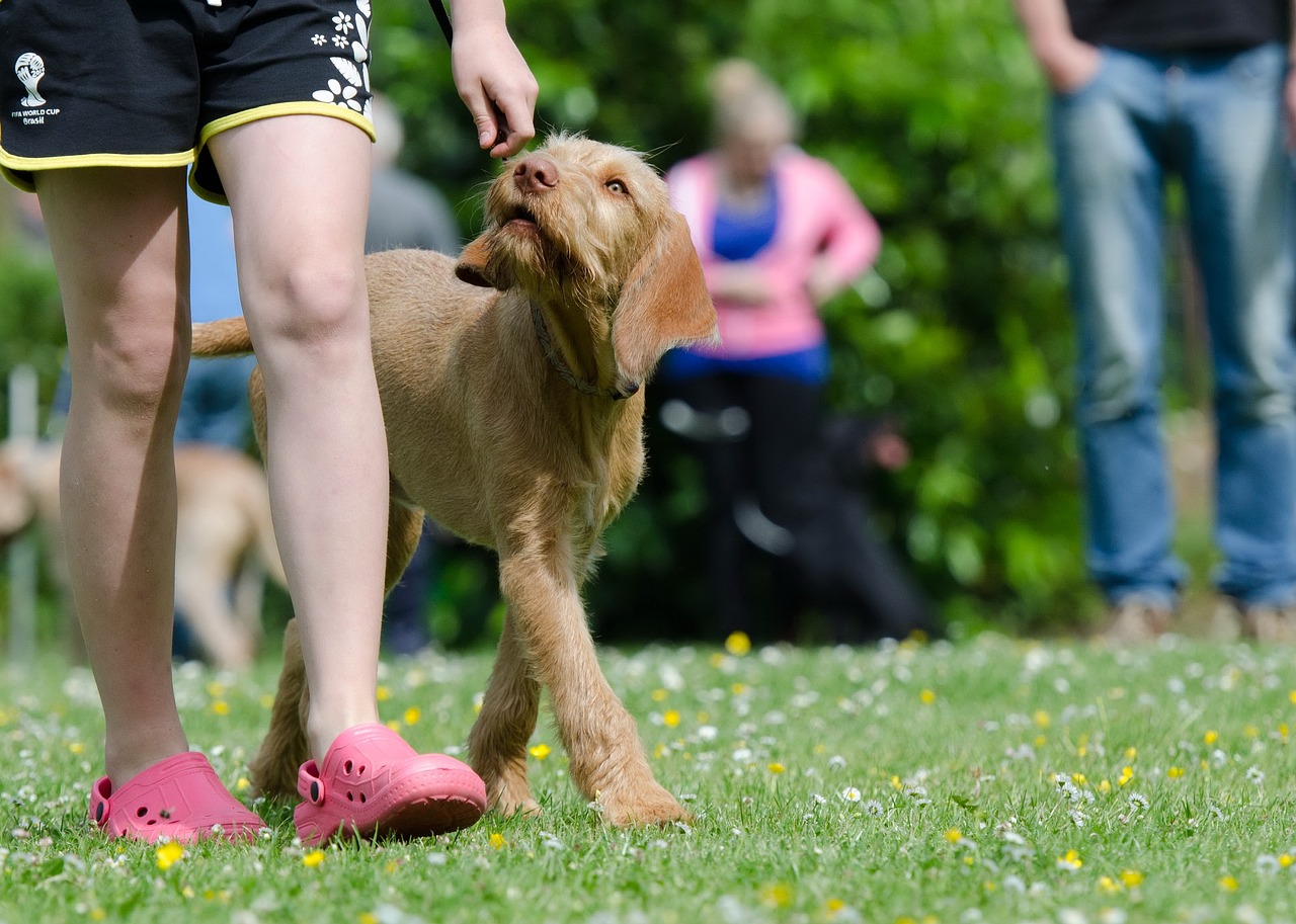 The Ultimate Guide to Training Your New Puppy: Tips for Success