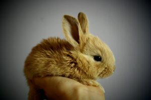The Ultimate Guide to Rabbit Care: Tips for Happy and Healthy Bunnies